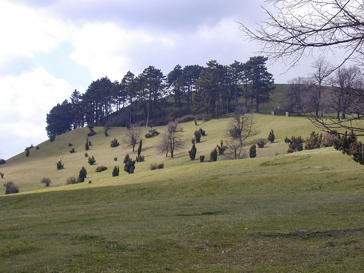 Wacholderheide